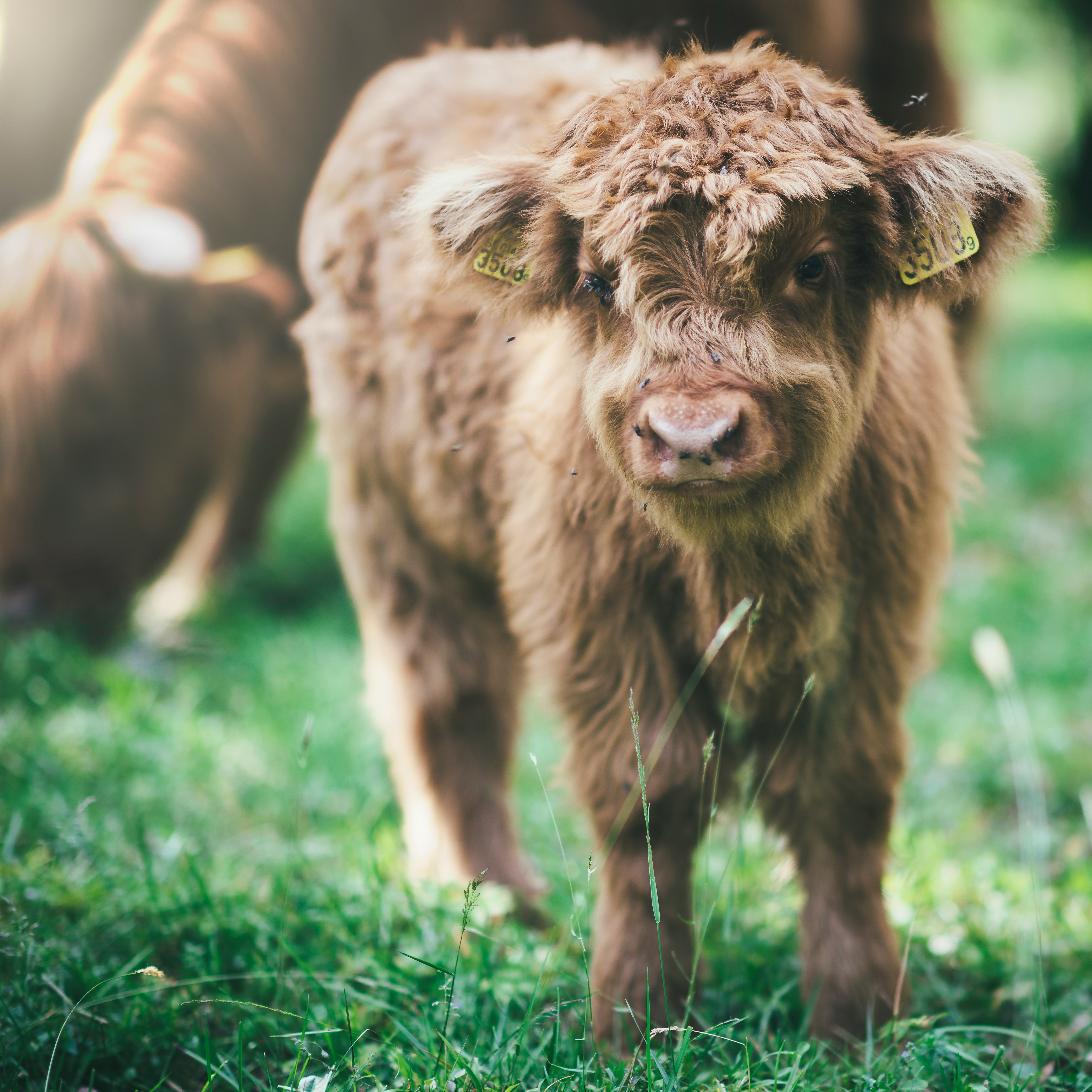 selective focus photo of brown highland cattle at adytime